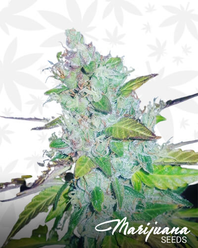 Summer Berry Kush Automatic