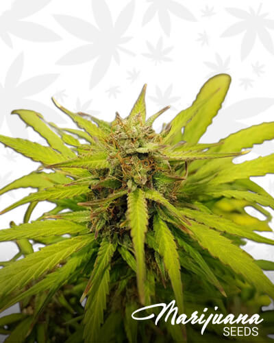 Summer Berry Kush