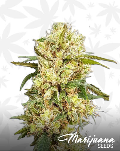 Sumo Tangie
