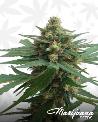 Sumo’s OG Kush Auto