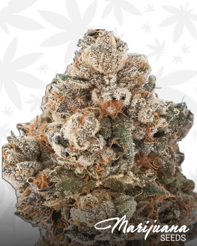 Sunset Sherbert