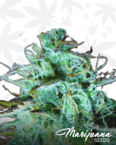 Super Afghan