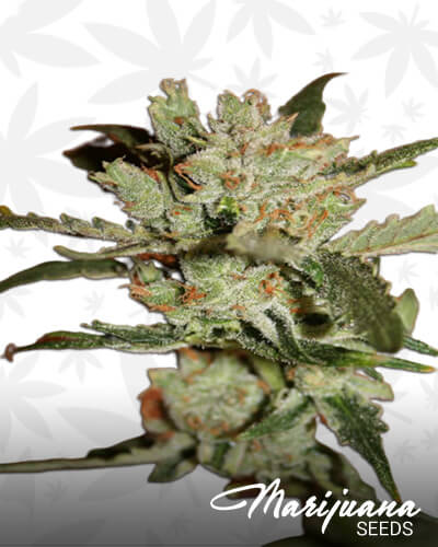 Super Amnesia