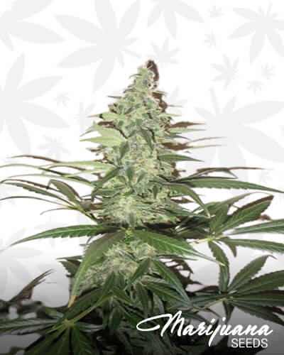 Super Auto Lemon Haze