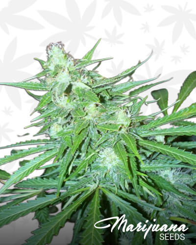 Super Auto Skunk