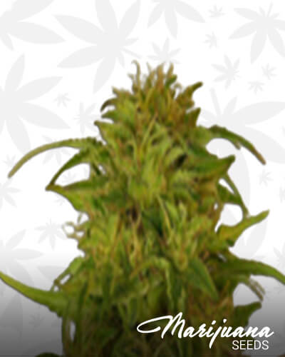 Super Automatic Kush