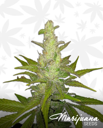 Super Blue Haze