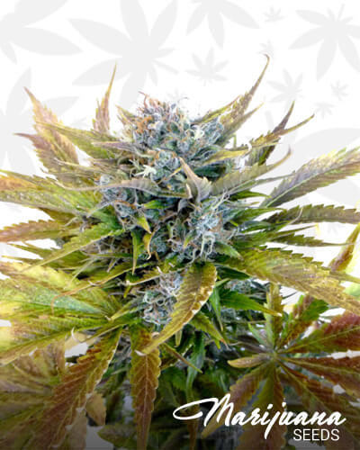 Super Blueberry Haze