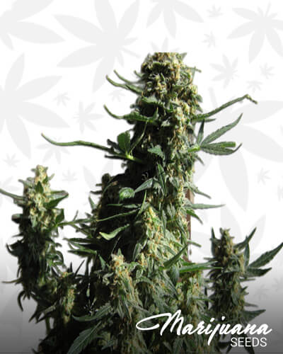 Super Bud Automatic