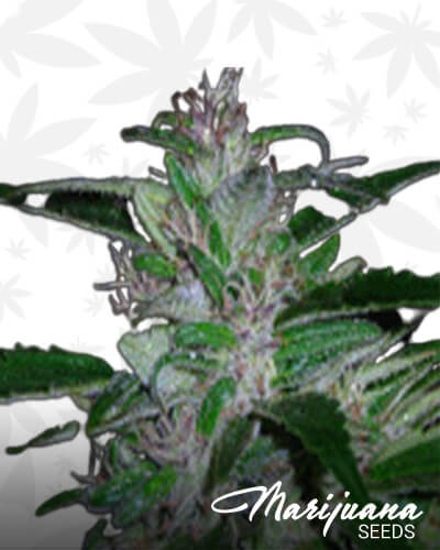 Super Cali Haze