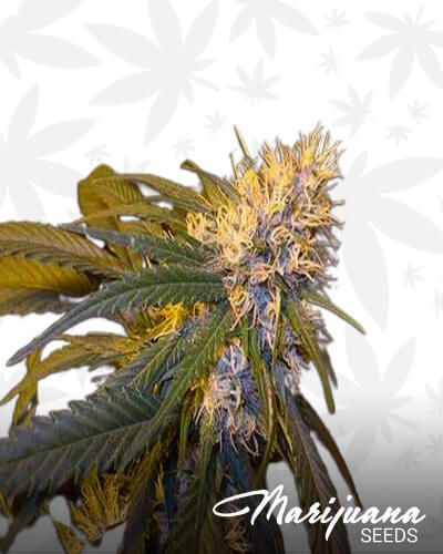 Super Cannalope