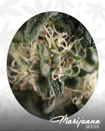 Super Cheese Auto