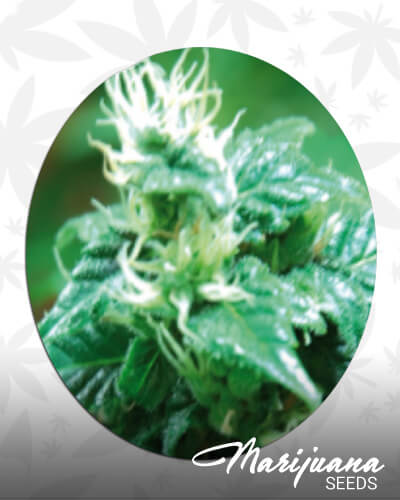 Super Cheese Haze