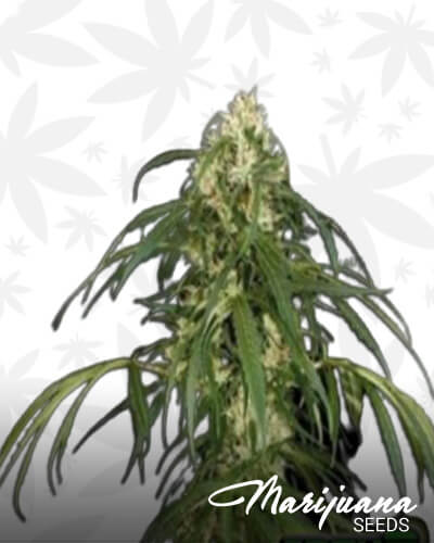 Super Citrus Haze