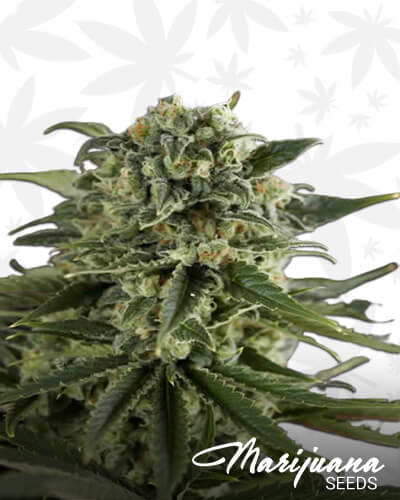Super Critical Haze