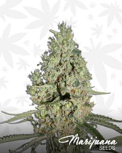 Super Critical