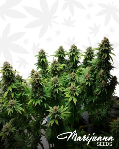 Super Dense