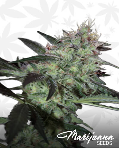 Super Diesel