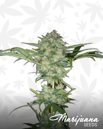 Super Haze