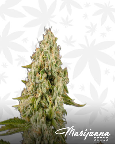 Super Hindu Kush