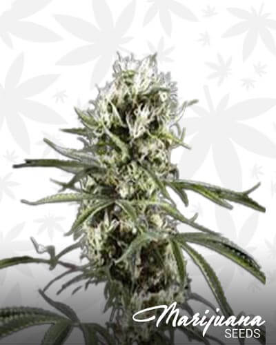Super Lemon Chunk
