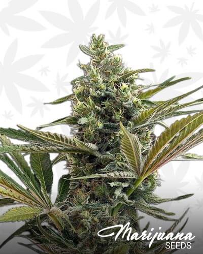 Super Lemon Haze Automatic CBD