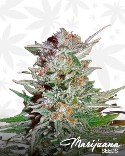Super Lemon Haze Automatic