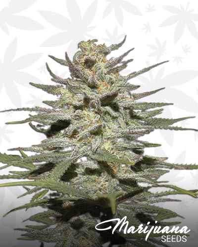 Super Lemon Haze CBD