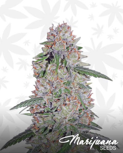Super Lemon Haze x Clementine