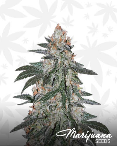 Super Lemon Haze x Gelato