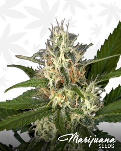 Super Lemon Haze x Purple Punch x Dosidos