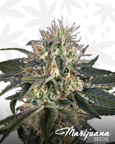 Super Lemon Haze x Strawberry Banana x Bubba Kush