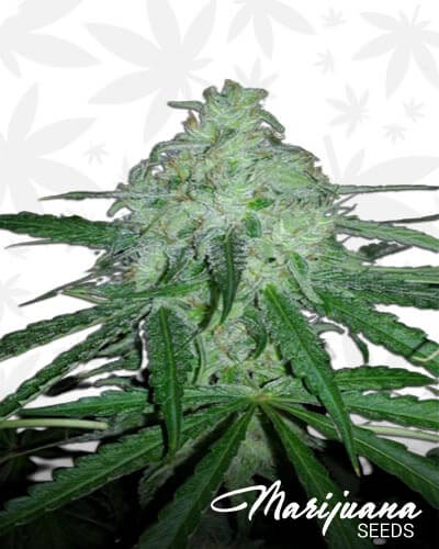 Super Lemon OG F2