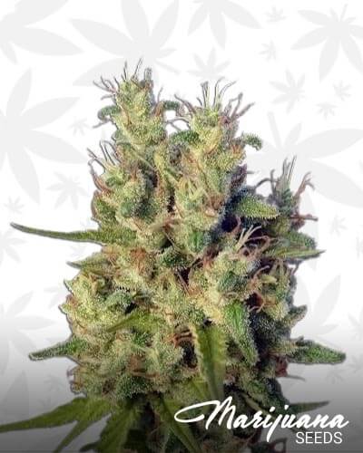Super Malawi Haze