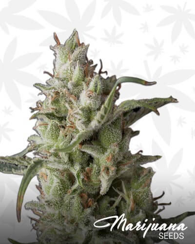 Super OG Kush