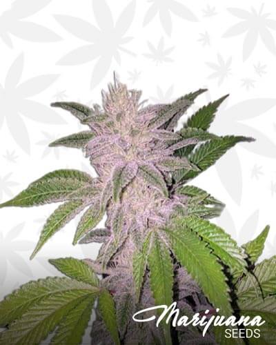 Super Orange Glue