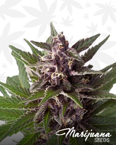 Super Purple Grapefruit