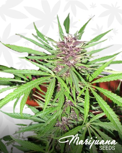 Super Purple Skunk min