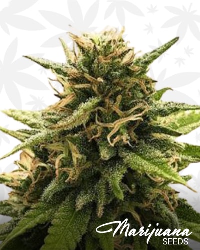 Super Silver CBD min