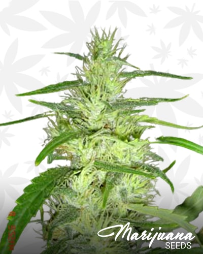 Super Silver Cheese min