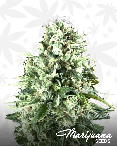 Super Silver Haze Automatic min