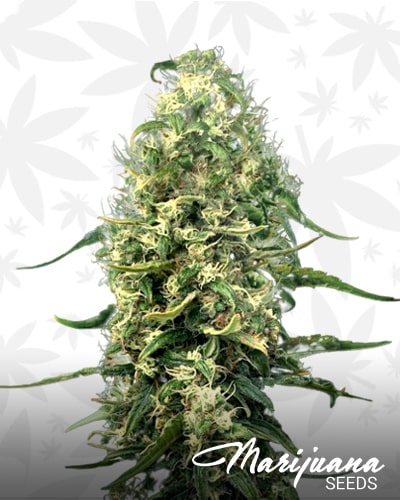 Super Silver Haze CBD min