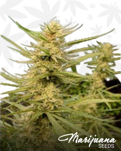 Super Silver Haze for Critical min