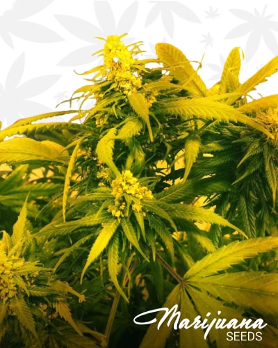 Super Silver Haze x SCBDx min