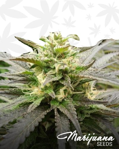 Super Silver Sour Diesel min