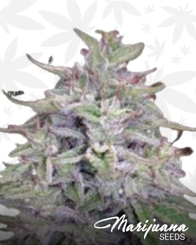Super Silverhaze min