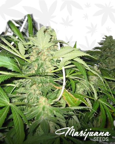 Super Skunk 44 min