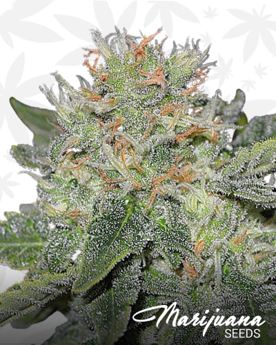 Super Skunk Kush min