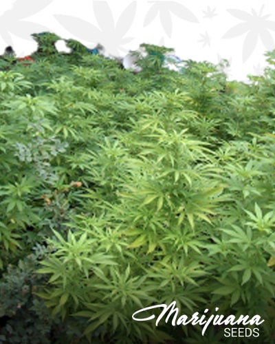 Super Skunk x Mighty Mite min