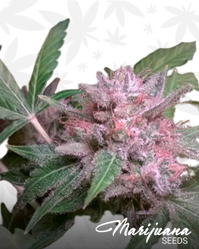 Super Sour CBD